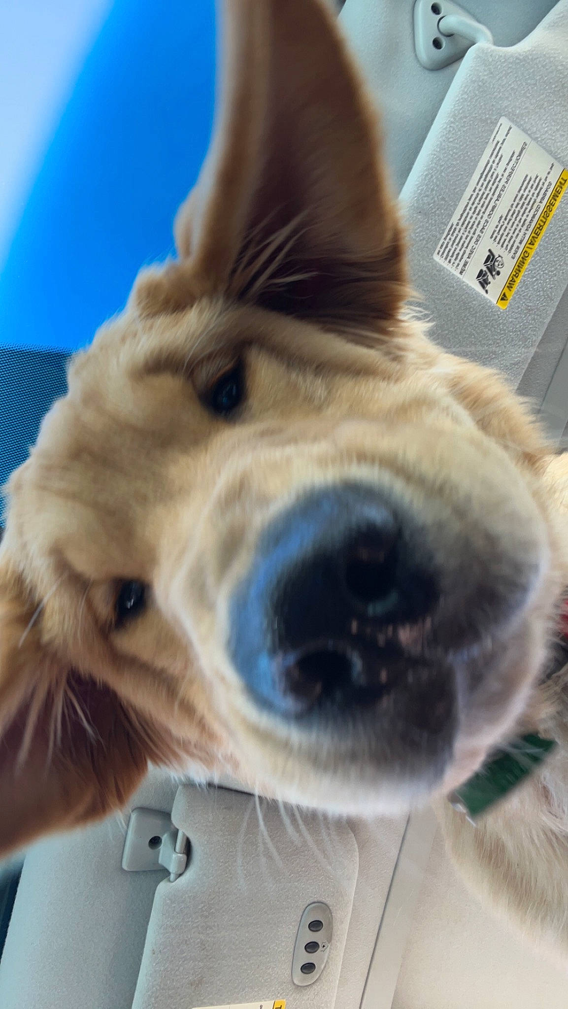 Woody joined the competition — help win amazing prizes! carnivore, close_up, collar, companion_dog, dog, dog_breed, dog_collar, ear, eye, eyelash, fawn, fur, gesture, jaw, liver, nose, selfie, snout, whiskers, working_animal