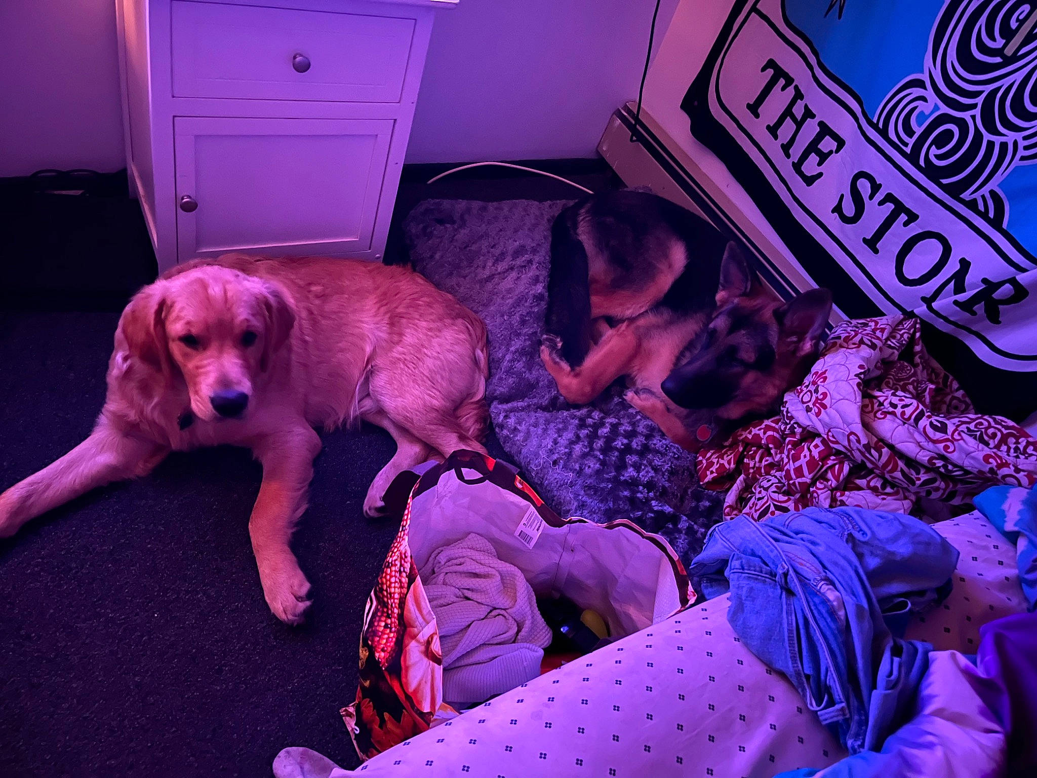 Woody is registered to the contest to win money with this photo: blue, cabinetry, canidae, carnivore, comfort, companion_dog, dog, dog_breed, door, event, fawn, fun, guard_dog, logo, magenta, pink, purple, sporting_group, tail, violet