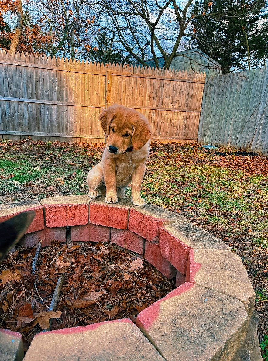 Woody is registered to the contest to win money with this photo: brick, brickwork, carnivore, companion_dog, dog, dog_breed, dog_supply, fawn, fence, flowerpot, grass, groundcover, home_fencing, landscape, pet_supply, plant, soil, tail, tree, wood