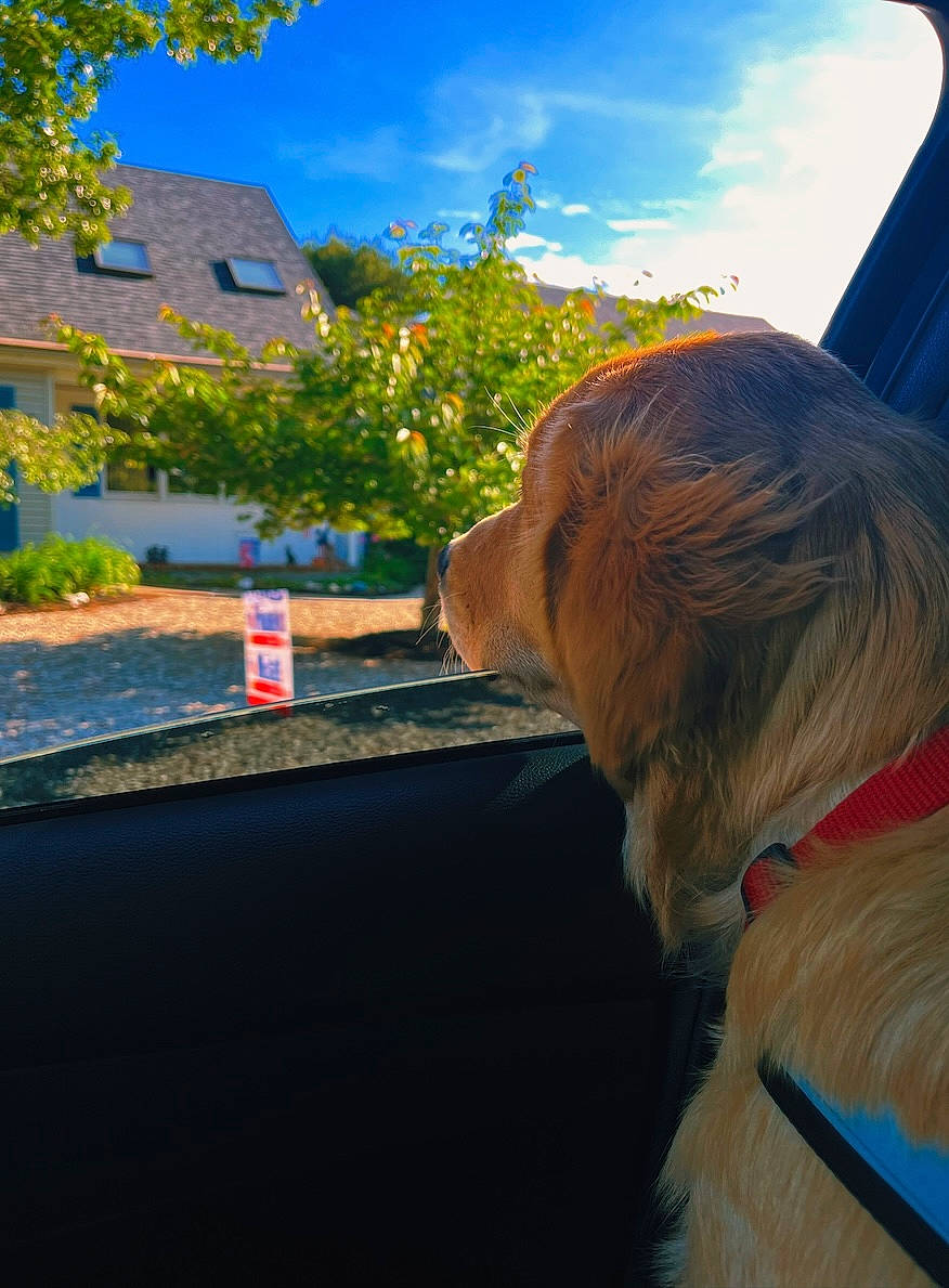 Woody joined the competition — help win amazing prizes! automotive_exterior, carnivore, cloud, companion_dog, daytime, dog, dog_breed, fawn, flower, glass, leisure, orange, plant, sky, sunlight, tints_and_shades, tree, vehicle_door, window, windshield