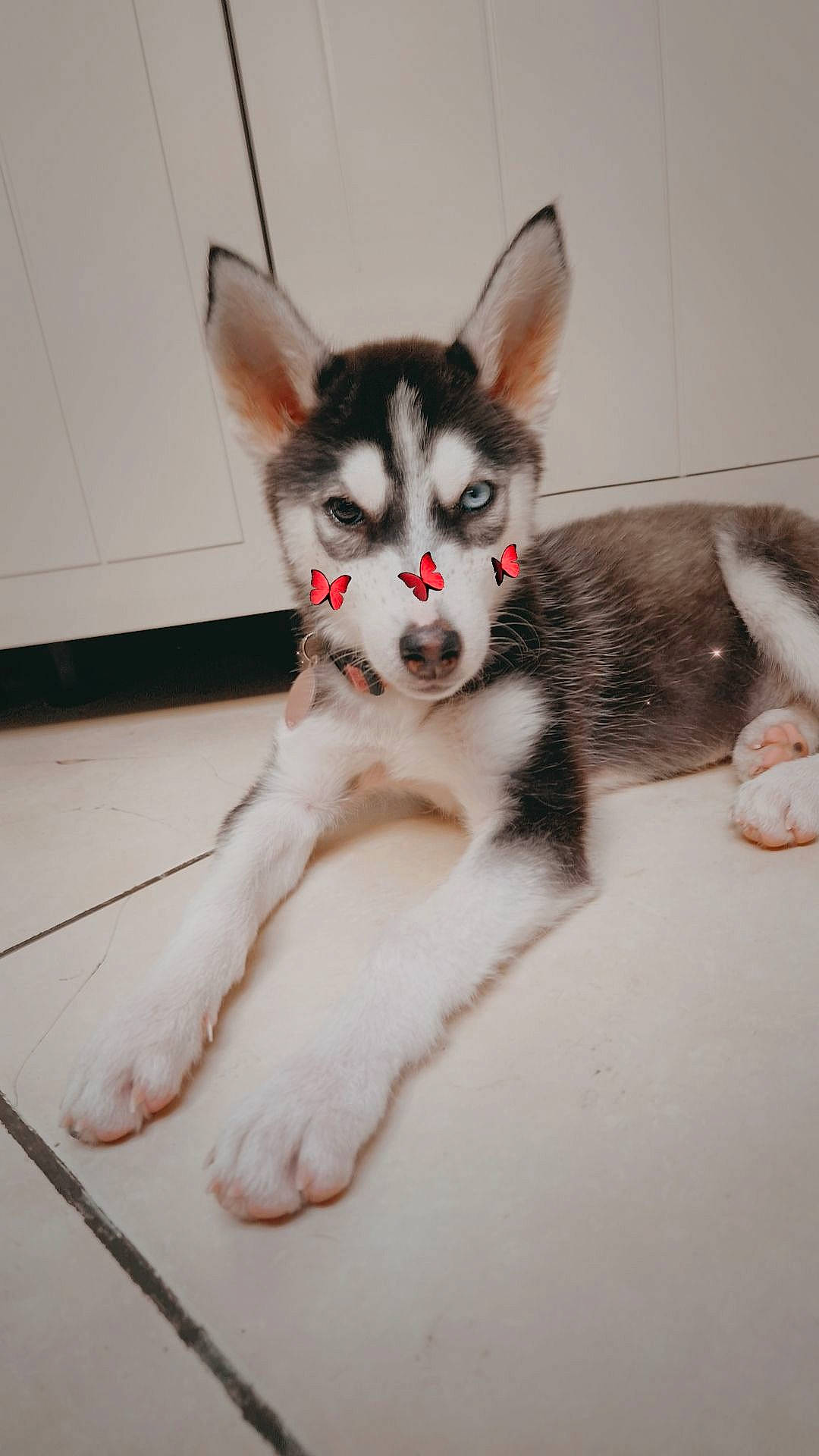 Nesuko a rejoint le concours — aidez-le/la à gagner de superbes lots ! canidae, carnivore, cat, claw, couch, dog_breed, domestic_short_haired_cat, fang, felidae, foot, fur, paw, photo_caption, recreation, small_to_medium_sized_cats, snout, tail, terrestrial_animal, toe, whiskers