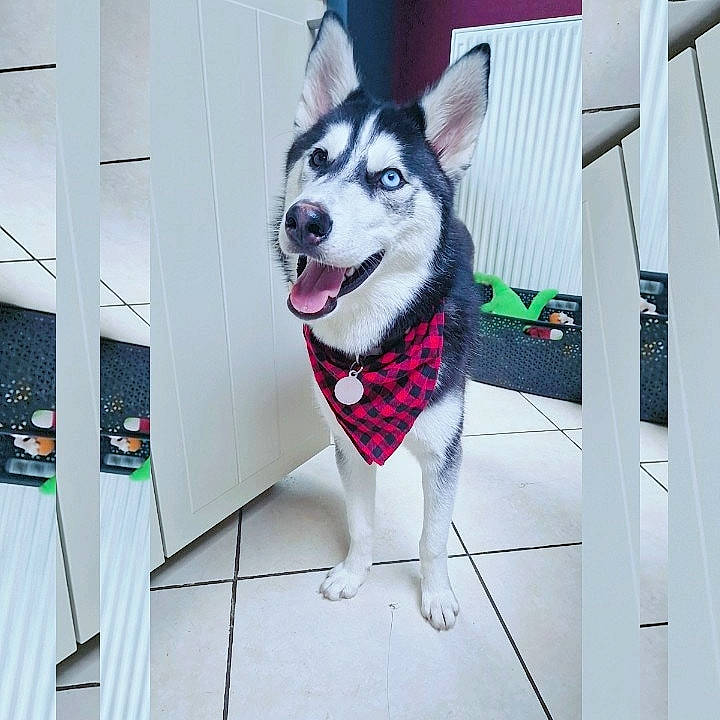 Nesuko participe au concours pour gagner de l'argent avec cette photo : ancient_dog_breeds, art, canidae, carmine, carnivore, companion_dog, dog, dog_breed, dog_supply, flag_of_the_united_states, fur, metal, non_sporting_group, pattern, recreation, siberian_husky, sled_dog, sporting_group, tail, working_dog