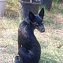 dog, black_dog, wet_fur, blue_eyes, grass, outdoor, potted_plants, garden, sunlight, animal, pet, sitting, looking_back, nature, plant_pots, ears, canine, daylight, ground, young_dog