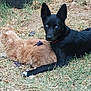 dog, cat, grass, outdoor, animal, pet, black_dog, orange_cat, lying_down, fur, nature, relaxed, blue_eyes, ears, collar, ground, companions, laying, domestic_animals, curious