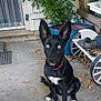 dog, black_dog, blue_eyes, white_paws, sitting, concrete_floor, dry_leaves, potted_plant, garden_tools, door, wall, outdoor, pet, animal, collar, ears_up, watchful, rustic, wheel, shoe