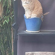 La Petiote a rejoint le concours — aidez-le/la à gagner de superbes lots ! cat, orange_cat, flower_pot, blue_pot, plant, bamboo, outdoor, garden, wooden_chair, rustic, pet, feline, sitting, shelf, nature, leaf, fur, animal, quiet, resting