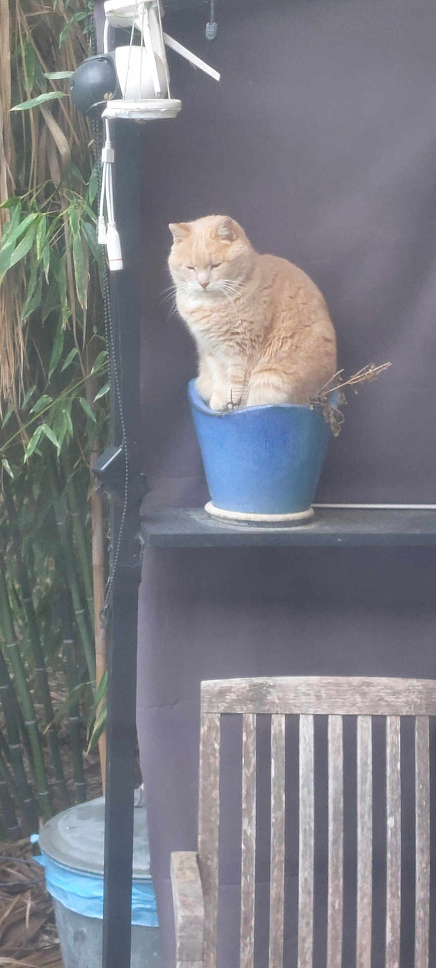 La Petiote a rejoint le concours — aidez-le/la à gagner de superbes lots ! cat, orange_cat, flower_pot, blue_pot, plant, bamboo, outdoor, garden, wooden_chair, rustic, pet, feline, sitting, shelf, nature, leaf, fur, animal, quiet, resting