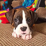 Kobe joined the competition — help win amazing prizes! puppy, dog, boxer, close_up, couch, knitted_blanket, colorful, cute, pet, animal, indoors, young, brown, white, black, fur, nose, paws, expression, cozy