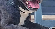 Tyson participe au concours pour gagner de l'argent avec cette photo : dog, french_bulldog, black_dog, white_chest, pet, animal, portrait, sitting, lying_down, happy, smiling, open_mouth, tongue, ears, collar, paws, outdoor, patio, chair, person