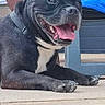 dog, french_bulldog, black_dog, white_chest, pet, animal, portrait, sitting, lying_down, happy, smiling, open_mouth, tongue, ears, collar, paws, outdoor, patio, chair, person