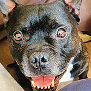 Tyson participe au concours pour gagner de l'argent avec cette photo : dog, french_bulldog, black_dog, pet, animal, face, portrait, close_up, smiling, open_mouth, tongue, teeth, ears, eyes, indoors, home, sitting, fur, happy, funny