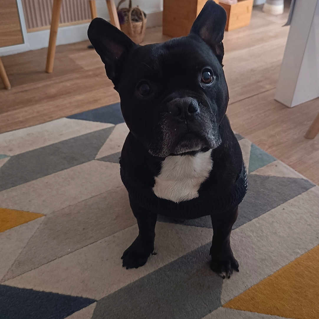 Tyson a rejoint le concours — aidez-le/la à gagner de superbes lots ! accessories, animal, art, bag, bulldog, canine, dog, frenchbulldog, handbag, indoors, interiordesign, jar, painting, pet, plant, planter, pottedplant, pottery, vase, wood