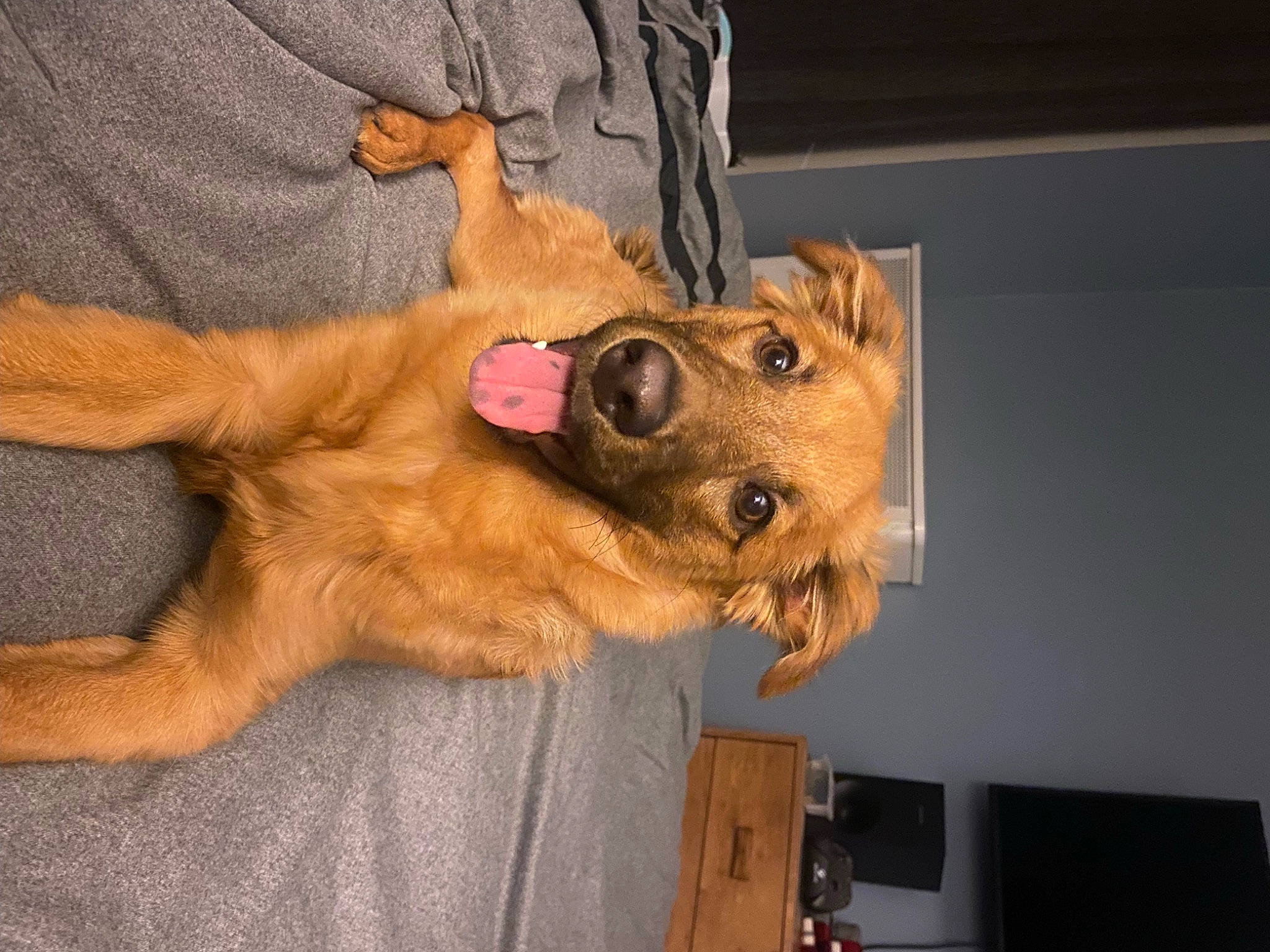 Maggie is registered to the contest to win money with this photo: border_terrier, canidae, carnivore, companion_dog, dog, dog_breed, dog_supply, ear, fawn, fur, guard_dog, non_sporting_group, paw, pomeranian, puppy, snout, sporting_group, toy_dog, whiskers, working_animal