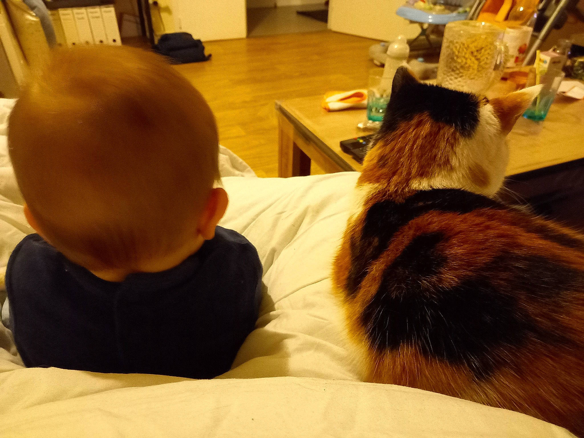 Pitchoune a rejoint le concours — aidez-le/la à gagner de superbes lots ! baby, carnivore, cat, chair, comfort, companion_dog, domestic_short_haired_cat, fawn, felidae, flooring, fun, fur, hardwood, mammal, small_to_medium_sized_cats, table, tail, toddler, whiskers, wood