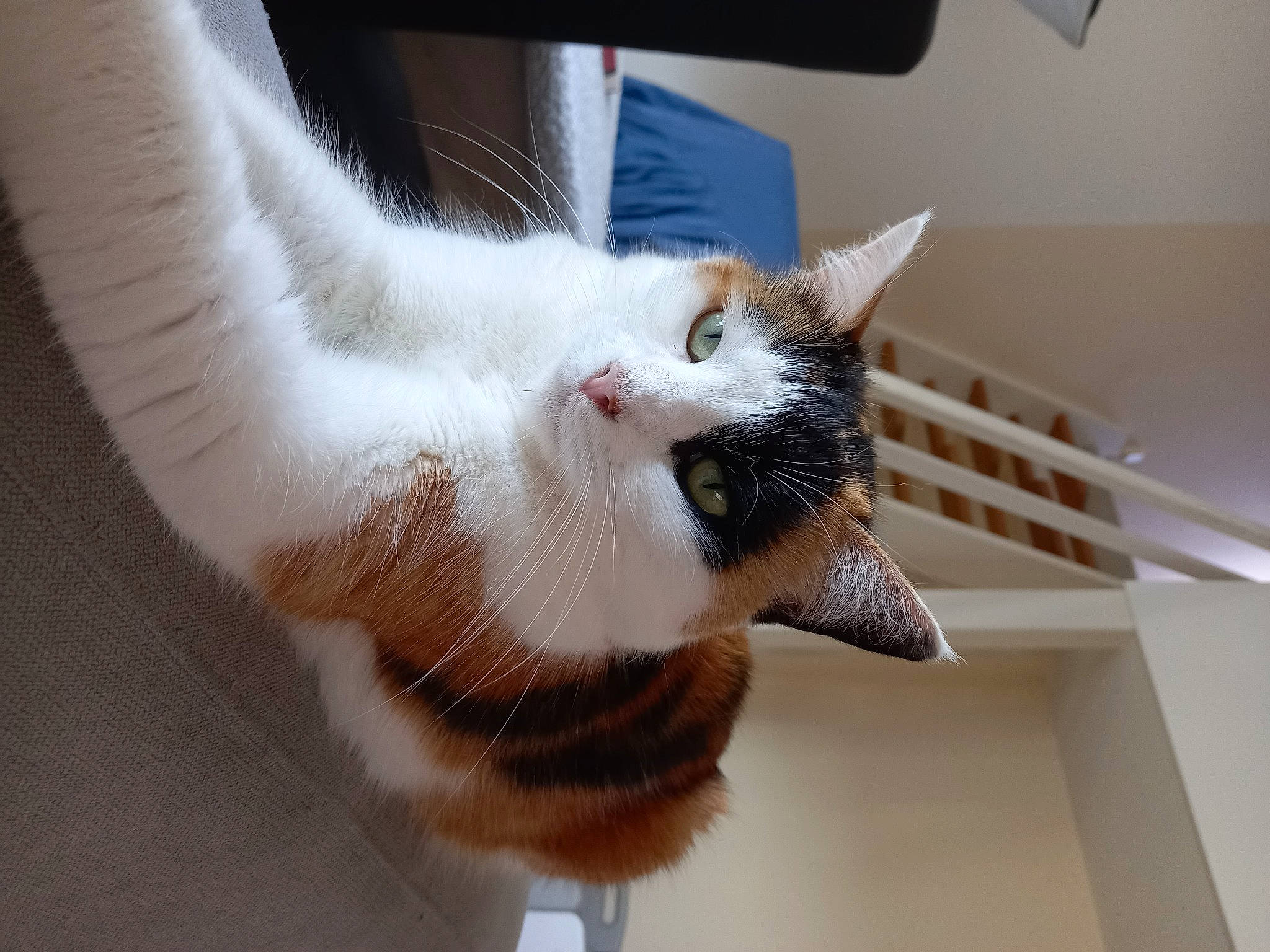 Pitchoune participe au concours pour gagner de l'argent avec cette photo : animal_shelter, carnivore, cat, claw, domestic_short_haired_cat, fawn, felidae, fur, paw, small_to_medium_sized_cats, snout, tail, whiskers, wood