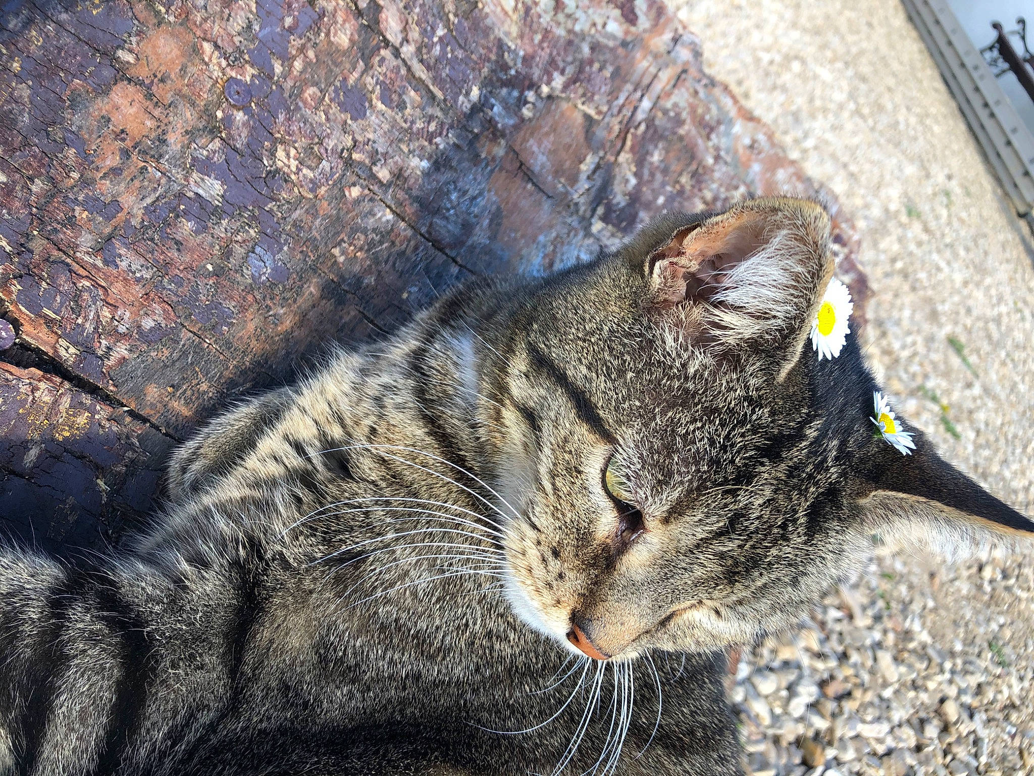 Chiper participe au concours pour gagner de l'argent avec cette photo : aegean_cat, carnivore, cat, domestic_short_haired_cat, dragon_li, european_shorthair, eye, felidae, fur, organism, pixie_bob, sleep, small_to_medium_sized_cats, snout, tabby_cat, tree, whiskers, wild_cat