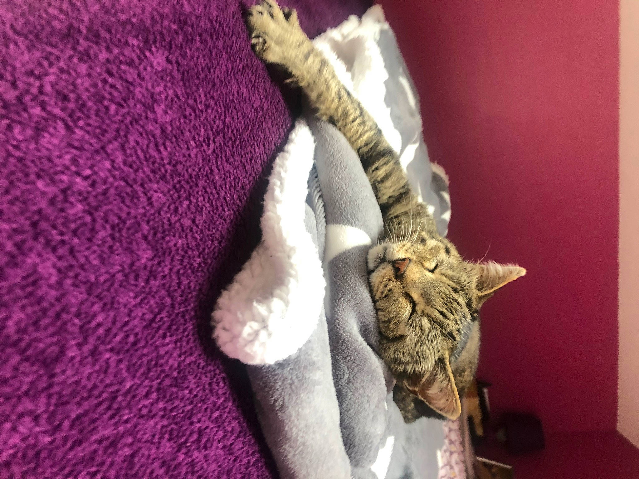 Chiper a rejoint le concours — aidez-le/la à gagner de superbes lots ! carnivore, cat, claw, devon_rex, domestic_short_haired_cat, felidae, fur, german_rex, small_to_medium_sized_cats, tabby_cat, tail, thread, whiskers