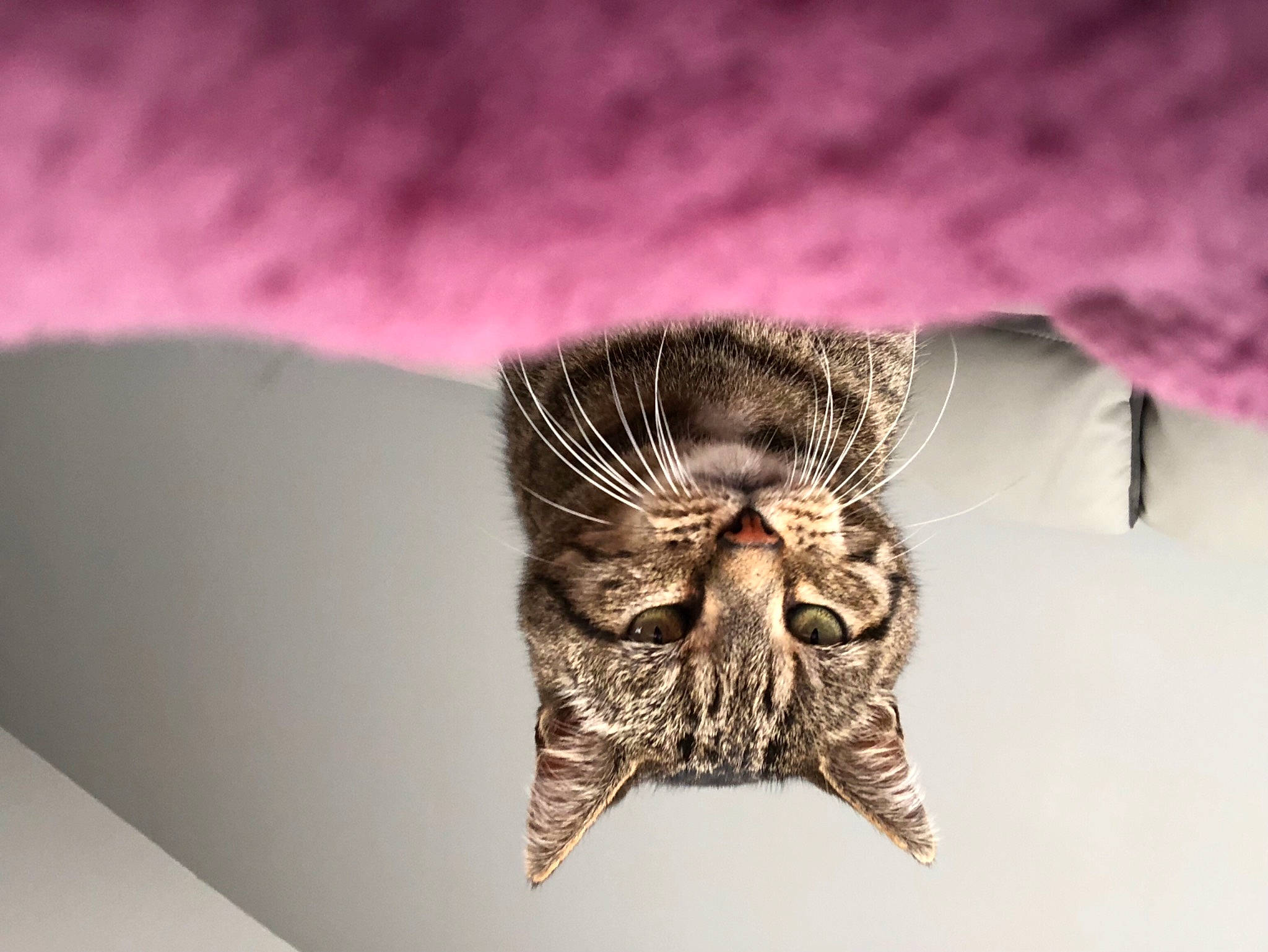 Chiper participe au concours pour gagner de l'argent avec cette photo : cat, felidae, illustration, kitten, macro_photography, moth, organism, pink, small_to_medium_sized_cats, snout, tabby_cat, whiskers, wing