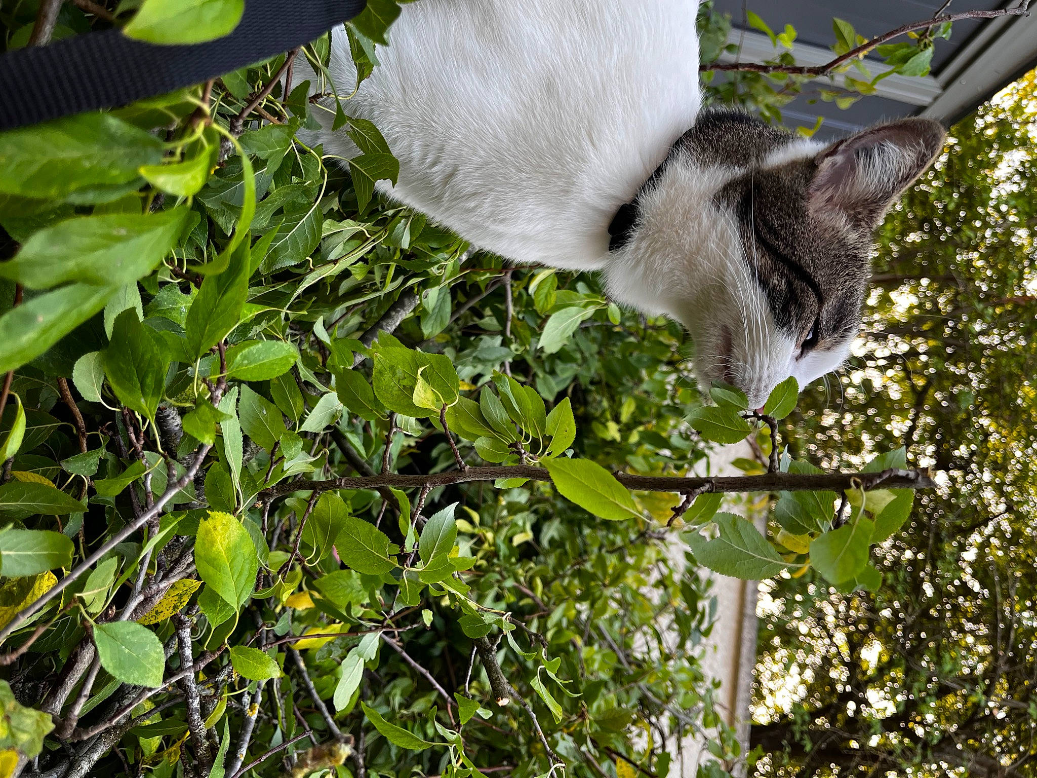 Kenaï participe au concours pour gagner de l'argent avec cette photo : botany, carnivore, cat, domestic_short_haired_cat, felidae, fur, grass, plant, small_to_medium_sized_cats, snout, tail, terrestrial_animal, tree, twig, whiskers, wildlife