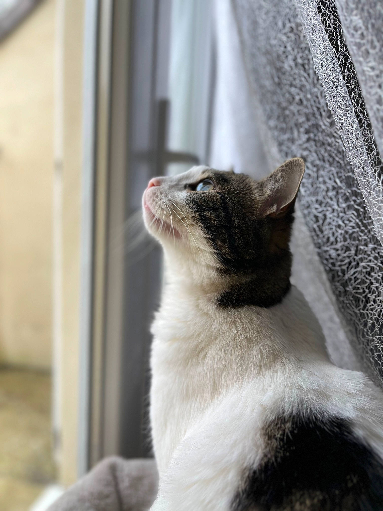 Kenaï participe au concours pour gagner de l'argent avec cette photo : carnivore, cat, claw, domestic_short_haired_cat, fawn, felidae, fur, grey, mammal, monochrome_photography, paw, small_to_medium_sized_cats, tail, terrestrial_animal, whiskers, wildlife, window