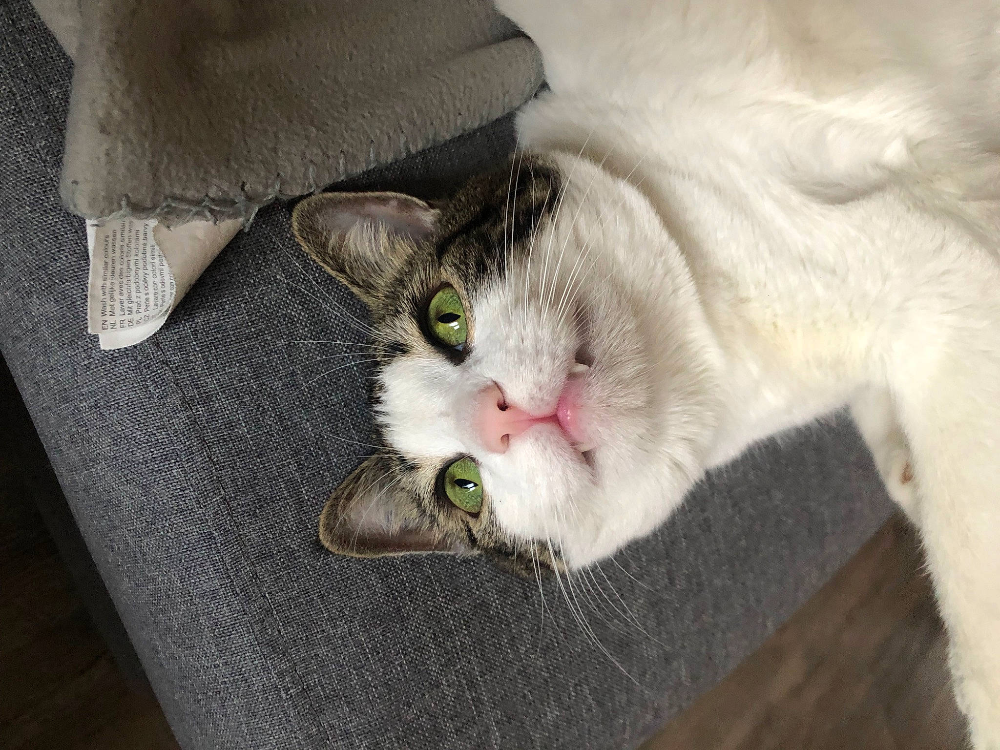 Kenaï participe au concours pour gagner de l'argent avec cette photo : carnivore, cat, claw, collar, comfort, domestic_short_haired_cat, felidae, fur, paw, small_to_medium_sized_cats, tail, whiskers