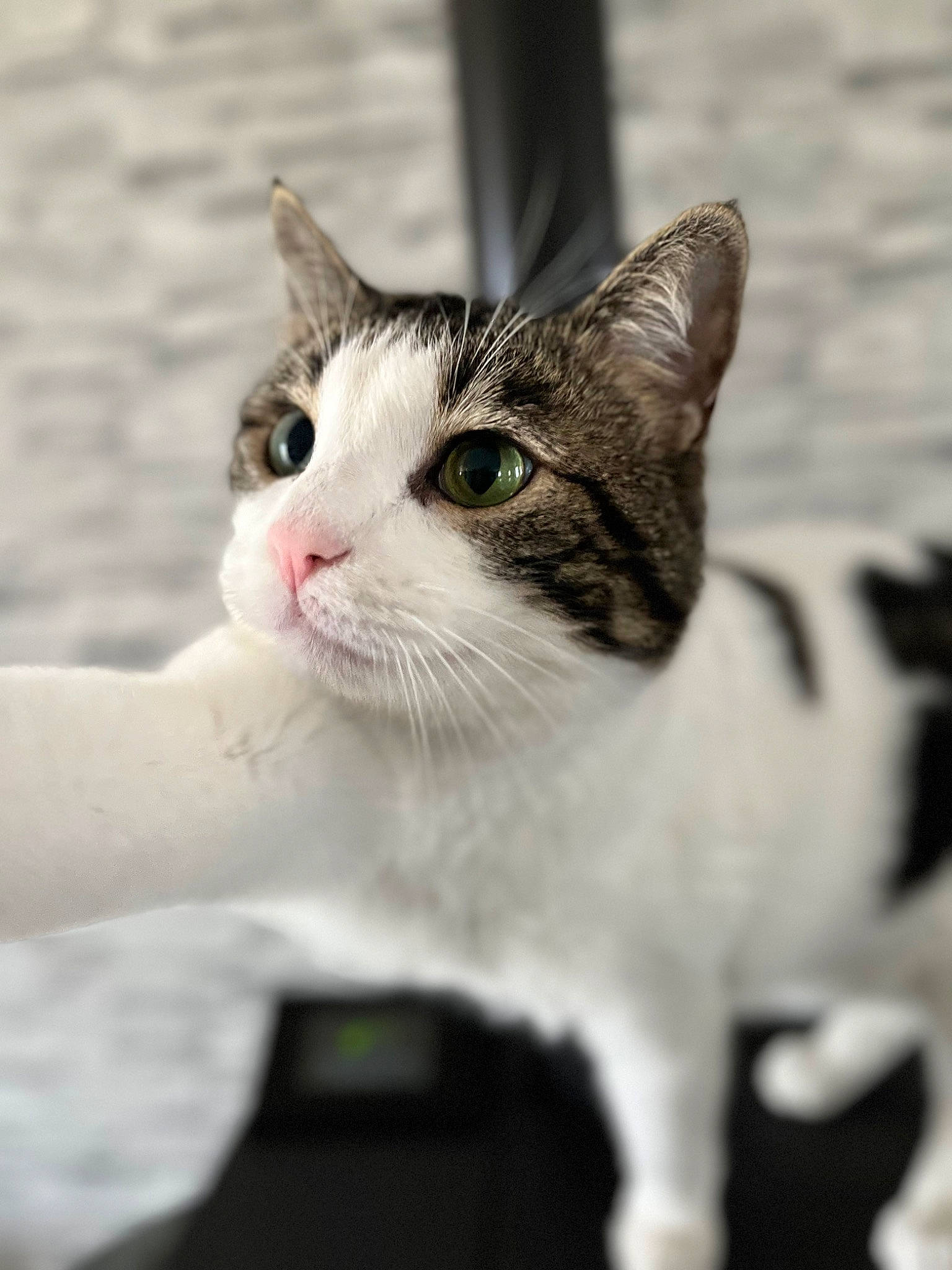 Kenaï participe au concours pour gagner de l'argent avec cette photo : carnivore, cat, domestic_short_haired_cat, felidae, foot, fur, grass, human_leg, monochrome_photography, paw, small_to_medium_sized_cats, snout, terrestrial_animal, tree, whiskers, wildlife, window