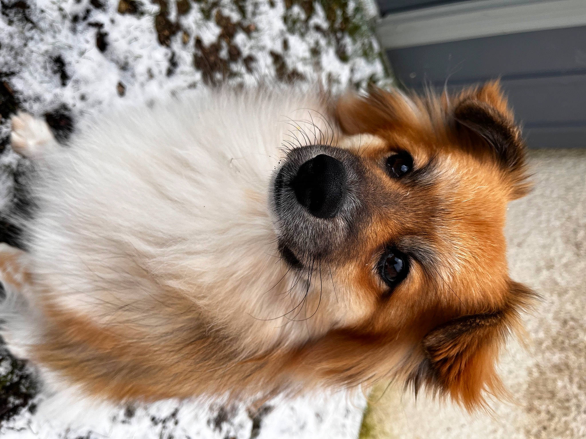 Malia a rejoint le concours — aidez-le/la à gagner de superbes lots ! ancient_dog_breeds, canidae, carnivore, companion_dog, dog, dog_breed, dog_supply, fawn, fur, non_sporting_group, paw, pomeranian, puppy, spitz, sporting_group, terrestrial_animal, toy_dog, whiskers