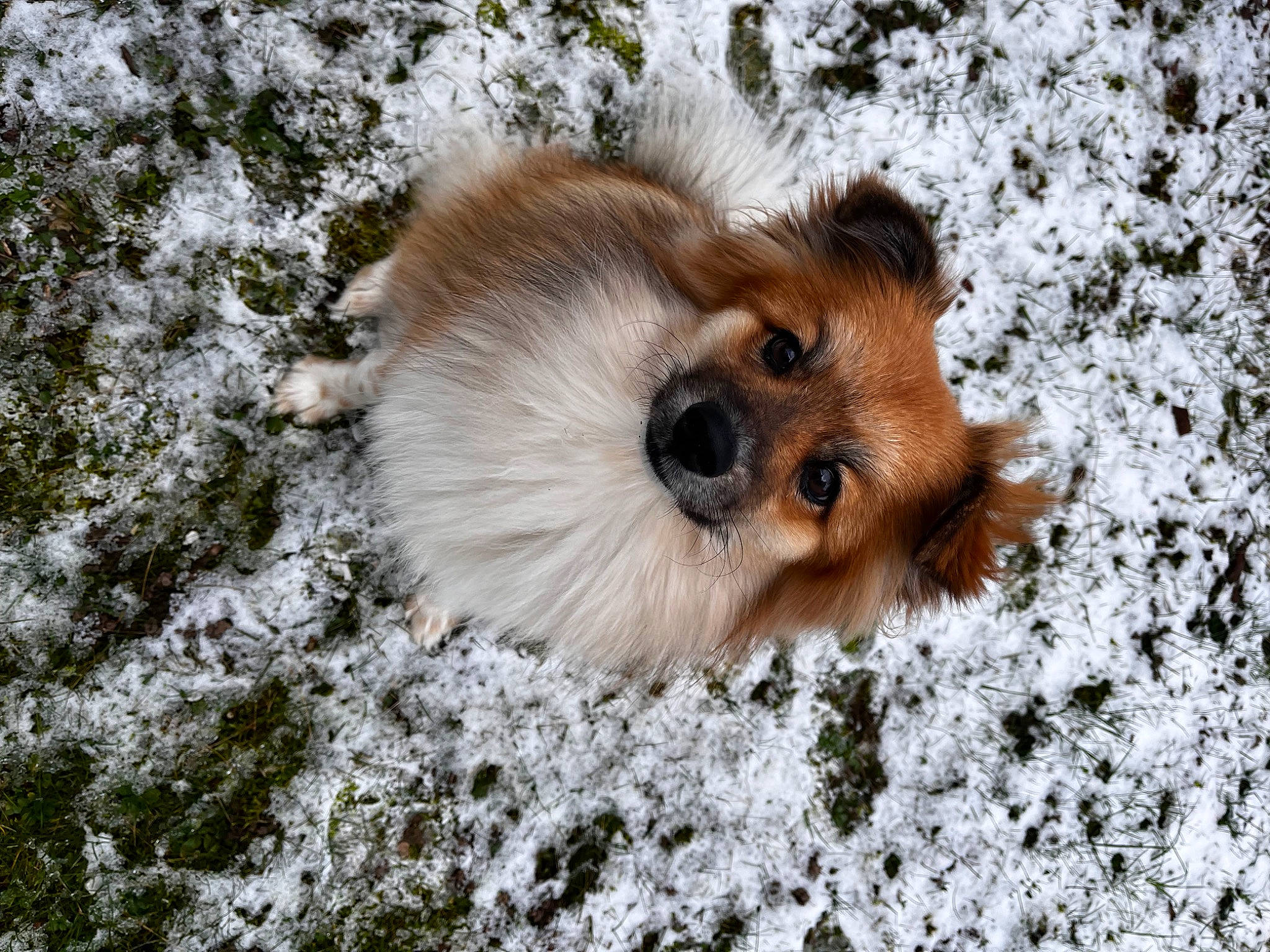 Malia a rejoint le concours — aidez-le/la à gagner de superbes lots ! canidae, carnivore, companion_dog, dog, dog_breed, fawn, freezing, fur, grass, non_sporting_group, snout, snow, sporting_group, terrestrial_animal, toy_dog, whiskers, wildlife, winter, wood