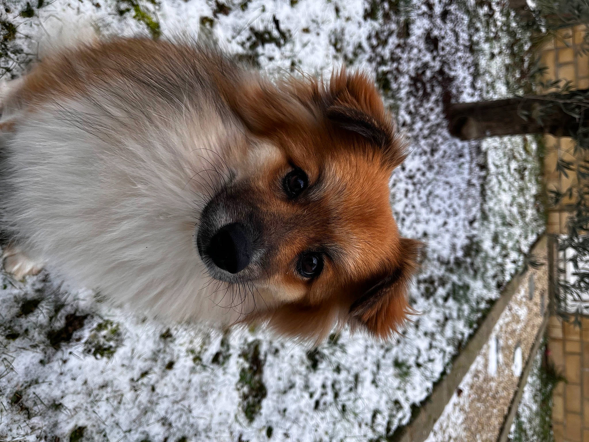Malia participe au concours pour gagner de l'argent avec cette photo : canidae, carnivore, companion_dog, dog, dog_breed, eyelash, fawn, fur, liver, mammal, snout, snow, sporting_group, terrestrial_animal, toy_dog, vertebrate, whiskers, wildlife, wood, working_animal