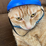 Johnny joined the competition — help win amazing prizes! cat, orange_tabby, helmet, blue_helmet, beaded_collar, pet_accessory, brown_couch, indoor, close_up, feline, whiskers, fur, yellow_eyes, pet, animal, domestic_cat, sitting, portrait, cute, expression