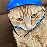 cat, orange_tabby, helmet, blue_helmet, beaded_collar, pet_accessory, brown_couch, indoor, close_up, feline, whiskers, fur, yellow_eyes, pet, animal, domestic_cat, sitting, portrait, cute, expression