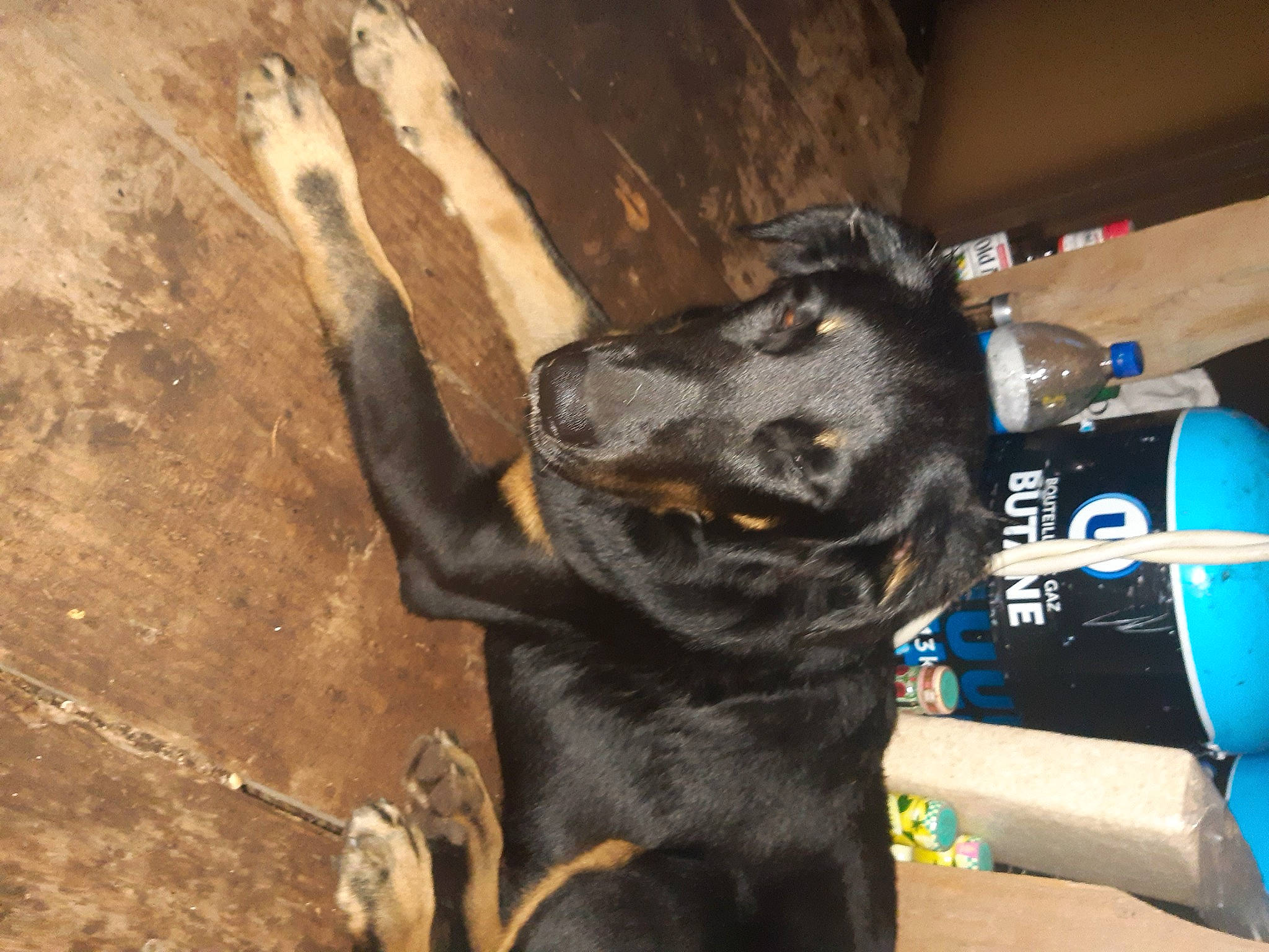 Pago participe au concours pour gagner de l'argent avec cette photo : borador, canidae, carnivore, collar, companion_dog, dog, dog_breed, dog_collar, electric_blue, fur, guard_dog, hunting_dog, liver, pet_supply, snout, sporting_group, working_animal, working_dog