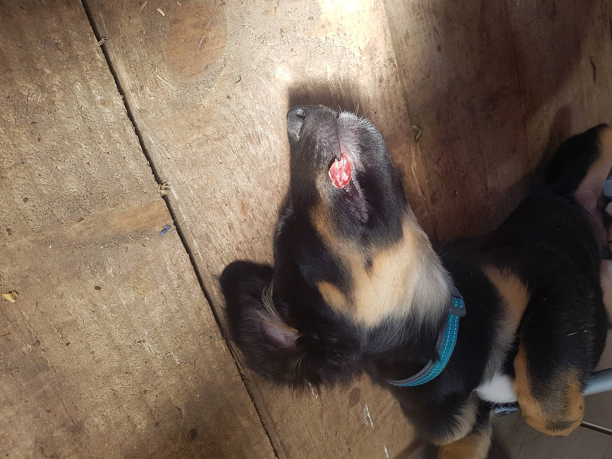 Pago a rejoint le concours — aidez-le/la à gagner de superbes lots ! carnivore, claw, comfort, companion_dog, dog, dog_breed, flooring, foot, fur, natural_material, paw, road_surface, shadow, sporting_group, terrestrial_animal, tints_and_shades, whiskers, working_animal