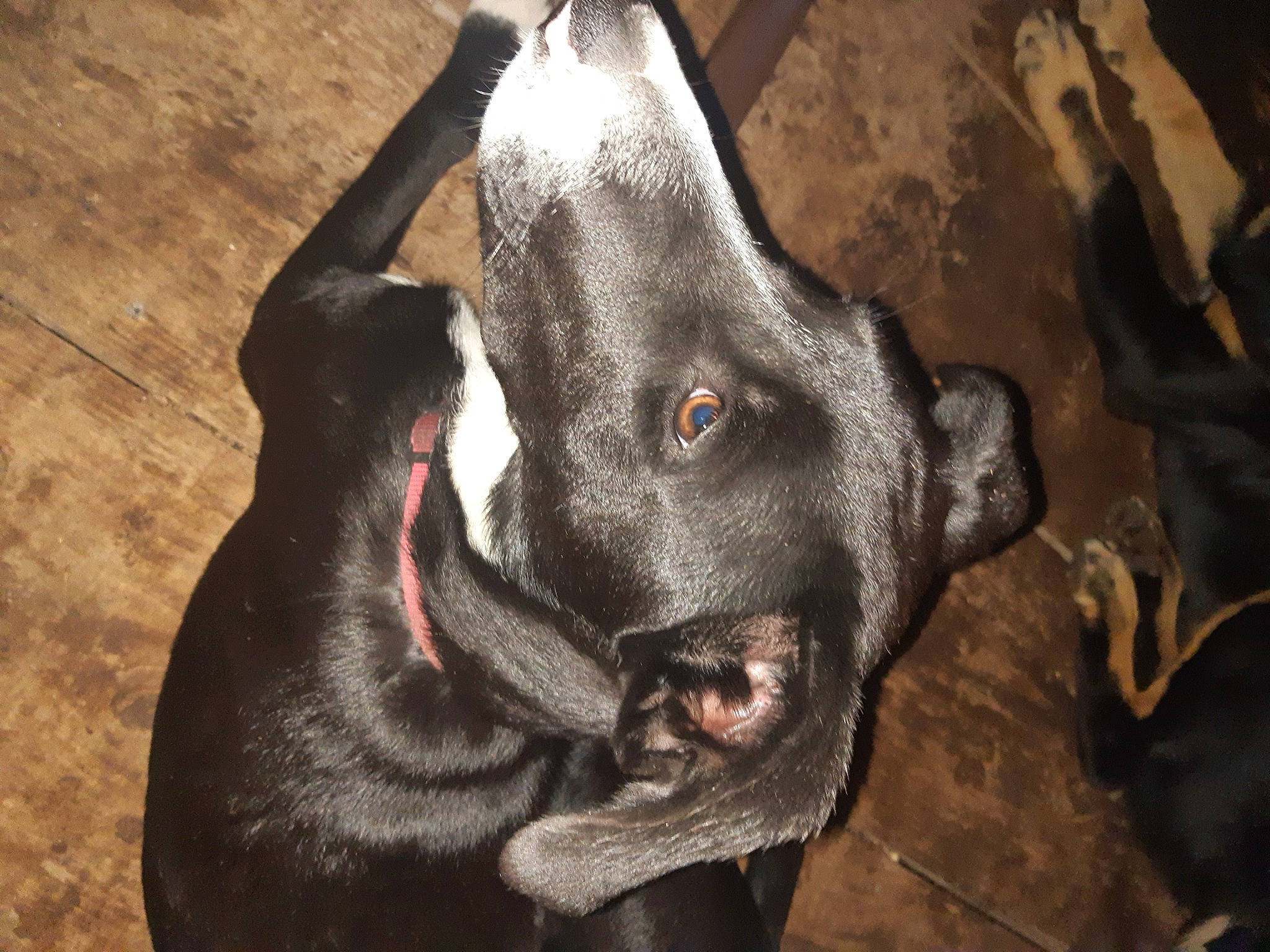 Rambo a rejoint le concours — aidez-le/la à gagner de superbes lots ! borador, canidae, carnivore, collar, companion_dog, dog, dog_breed, ear, fang, fawn, fur, guard_dog, natural_material, non_sporting_group, snout, sporting_group, terrestrial_animal, whiskers, wood, working_animal