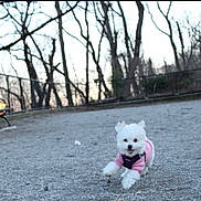Princess Leia is registered to the contest to win money with this photo: dog, white_dog, small_dog, running, leaping, pink_sweater, purple_harness, gravel_path, park, bare_trees, outdoor, daylight, happy, active, pet, animal, nature, playful, fur, canine