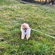 Volt participe au concours pour gagner de l'argent avec cette photo : accessories, animal, architecture, building, canine, dog, field, grass, grassland, lawn, nature, outdoors, person, pet, plant, puppy, strap, tree, vegetation, yard