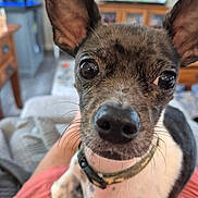 Milo is registered to the contest to win money with this photo: dog, pet, close_up, small_dog, ears, eyes, collar, indoor, living_room, furniture, couch, person, lap, nose, whiskers, fur, relaxed, home, blurred_background, curious