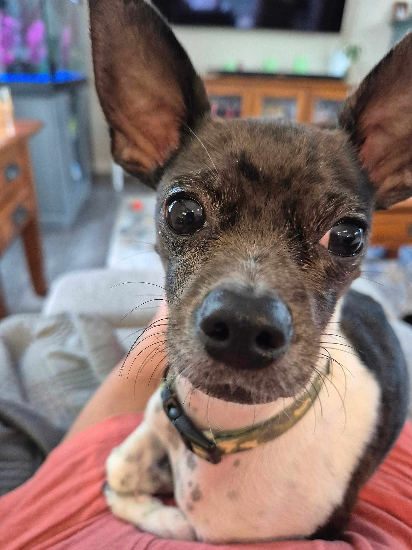 Milo