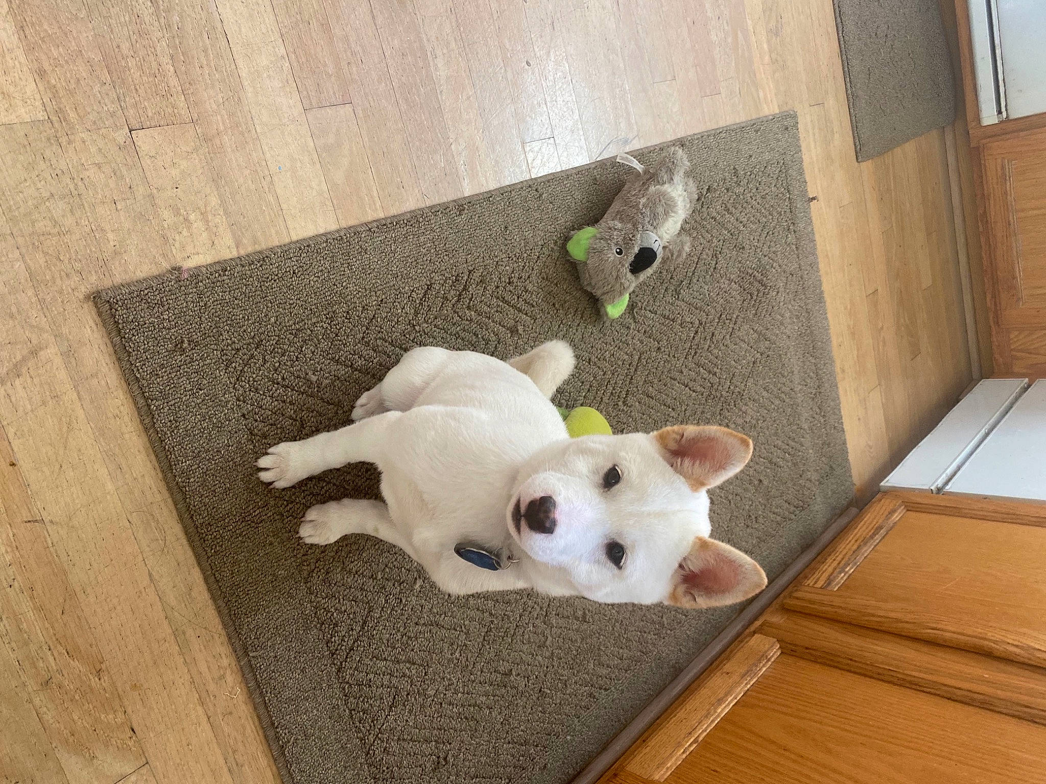 Akela joined the competition — help win amazing prizes! canidae, carnivore, companion_dog, dog, dog_breed, fawn, felidae, floor, flooring, hardwood, plush, snout, sporting_group, stuffed_toy, tail, toy, toy_dog, whiskers, wood, working_animal