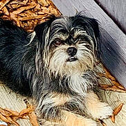 Delbert is registered to the contest to win money with this photo: dog, scruffy, wooden_deck, autumn_leaves, outdoor, pet, canine, fur, paw, animal, tongue, cute, small_dog, black_fur, tan_fur, white_fur, relaxed, looking_up, nature, companion