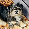 dog, scruffy, wooden_deck, autumn_leaves, outdoor, pet, canine, fur, paw, animal, tongue, cute, small_dog, black_fur, tan_fur, white_fur, relaxed, looking_up, nature, companion