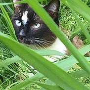Pussay is registered to the contest to win money with this photo: cat, blue_eyes, grass, greenery, nature, animal, whiskers, outdoor, closeup, face, fur, curious, hidden, plant, leaf, wildlife, mammal, pet, camouflage, eye_contact