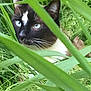 cat, blue_eyes, grass, greenery, nature, animal, whiskers, outdoor, closeup, face, fur, curious, hidden, plant, leaf, wildlife, mammal, pet, camouflage, eye_contact