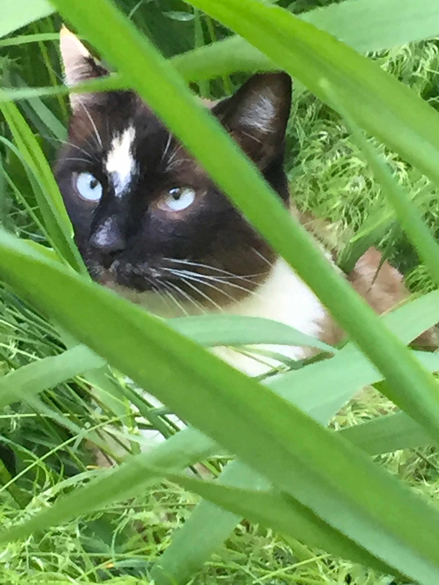 Pussay is registered to the contest to win money with this photo: cat, blue_eyes, grass, greenery, nature, animal, whiskers, outdoor, closeup, face, fur, curious, hidden, plant, leaf, wildlife, mammal, pet, camouflage, eye_contact