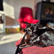 Hera participe au concours pour gagner de l'argent avec cette photo : black_cat, cat, pet, feline, indoor, sunlight, relaxing, red_blanket, red_chair, blurred_background, green_eyes, fur, whiskers, cozy, comfortable, animal, mammal, resting, domestic_cat, home
