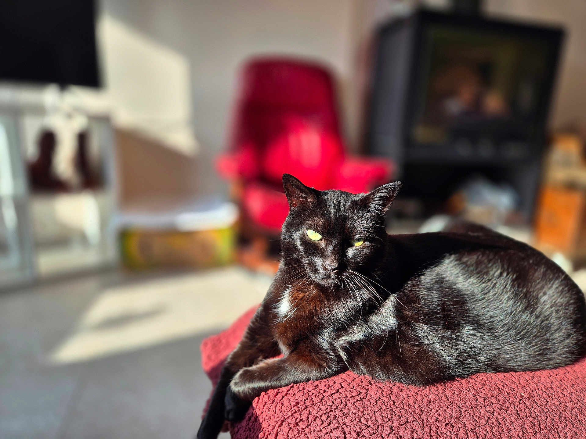 Hera participe au concours pour gagner de l'argent avec cette photo : black_cat, cat, pet, feline, indoor, sunlight, relaxing, red_blanket, red_chair, blurred_background, green_eyes, fur, whiskers, cozy, comfortable, animal, mammal, resting, domestic_cat, home