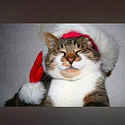 Stitch participe au concours pour gagner de l'argent avec cette photo : cat, tabby_cat, santa_hat, christmas, pet, animal, feline, portrait, close_up, grumpy, funny, indoor, gray_fur, white_chest, red_hat, photograph, social_media, screenshot, furniture, holiday