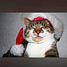 cat, tabby_cat, santa_hat, christmas, pet, animal, feline, portrait, close_up, grumpy, funny, indoor, gray_fur, white_chest, red_hat, photograph, social_media, screenshot, furniture, holiday