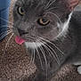 Tater Tot joined the competition — help win amazing prizes! animal, carpet, cat, close_up, curious, cute, domestic_cat, ears, eyes, feline, floor, fur, gray_cat, indoor, pet, plastic_bin, playful, tongue_out, whiskers, white_paws