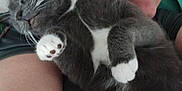 Tater Tot is registered to the contest to win money with this photo: animal, bed, blanket, cat, closeup, comfort, cuddle, fur, gray_cat, human, indoor, nap, person, pet, portrait, relaxation, resting, sleeping_cat, whiskers, white_paws